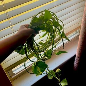 Healthy PHYTHOS PLANT